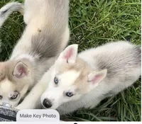 Boy 2, a male Siberian Husky for sale in Marysville, OH – 3 of 4