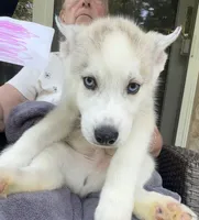 Girl 4 , a female Siberian Husky for sale in Marysville, OH – 6 of 7
