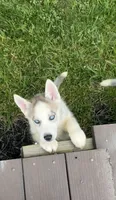 Girl One, a female Siberian Husky for sale in Marysville, OH – 7 of 8