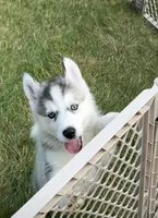 Girl 2 , a female Siberian Husky for sale in Marysville, OH – 4 of 5