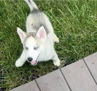 Girl One, a female Siberian Husky for sale in Marysville, OH – 4 of 8