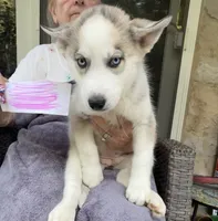 Girl One, a female Siberian Husky for sale in Marysville, OH – 8 of 8