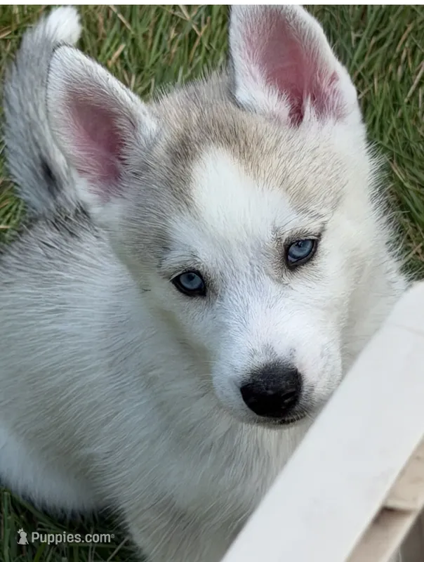 Girl 4  – Siberian Husky puppy for sale in Marysville, OH