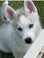 Girl 4 , a female Siberian Husky for sale in Marysville, OH – 1 of 7