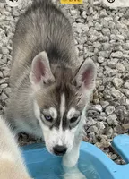 Girl 3, a female Siberian Husky for sale in Marysville, OH – 2 of 7
