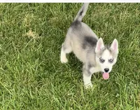 BOY One, a male Siberian Husky for sale in Marysville, OH – 7 of 8