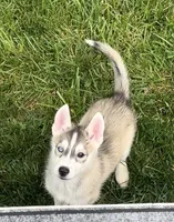 Girl 3, a female Siberian Husky for sale in Marysville, OH – 4 of 7