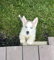 Girl One, a female Siberian Husky for sale in Marysville, OH – 2 of 8