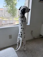 Trojan , a male Dalmatian for sale in Downey, CA – 3 of 5