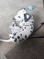 Trojan , a male Dalmatian for sale in Downey, CA – 5 of 5