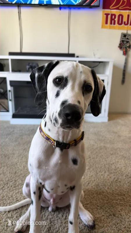 Trojan  – Dalmatian puppy for sale in Downey, CA