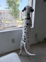 Trojan , a male Dalmatian for sale in Downey, CA – 4 of 5