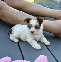 Malibu Chocolate Parti , a female Yorkshire Terrier for sale in Alliance, OH – 3 of 10