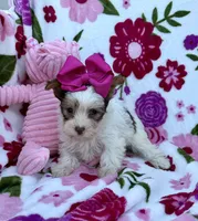 Malibu Chocolate Parti , a female Yorkshire Terrier for sale in Alliance, OH – 2 of 10