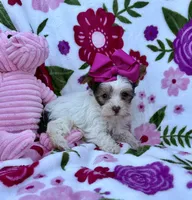 Malibu Chocolate Parti , a female Yorkshire Terrier for sale in Alliance, OH – 10 of 10