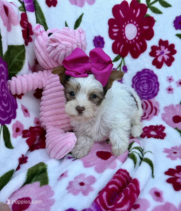 Malibu Chocolate Parti  – Yorkshire Terrier puppy for sale in Alliance, OH