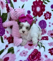Malibu Chocolate Parti , a female Yorkshire Terrier for sale in Alliance, OH – 4 of 10