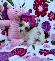 Malibu Chocolate Parti , a female Yorkshire Terrier for sale in Alliance, OH – 8 of 10