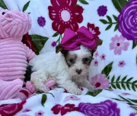 Malibu Chocolate Parti , a female Yorkshire Terrier for sale in Alliance, OH – 9 of 10