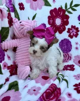 Malibu Chocolate Parti , a female Yorkshire Terrier for sale in Alliance, OH – 5 of 10