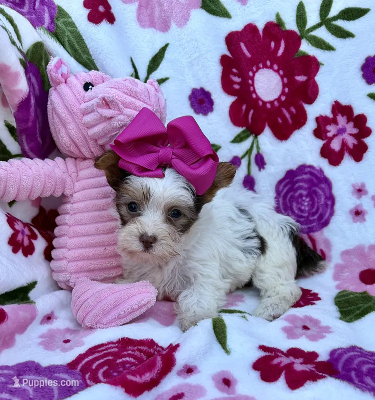 Malibu Chocolate Parti  – Yorkshire Terrier puppy for sale in Alliance, OH
