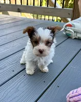 Malibu Chocolate Parti , a female Yorkshire Terrier for sale in Alliance, OH – 6 of 10