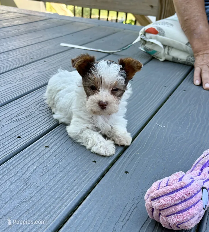Malibu Chocolate Parti  – Yorkshire Terrier puppy for sale in Alliance, OH