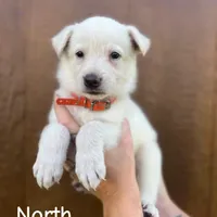 North, a male German Shepherd Dog for sale in Bagley, WI – Photo 3 of 4