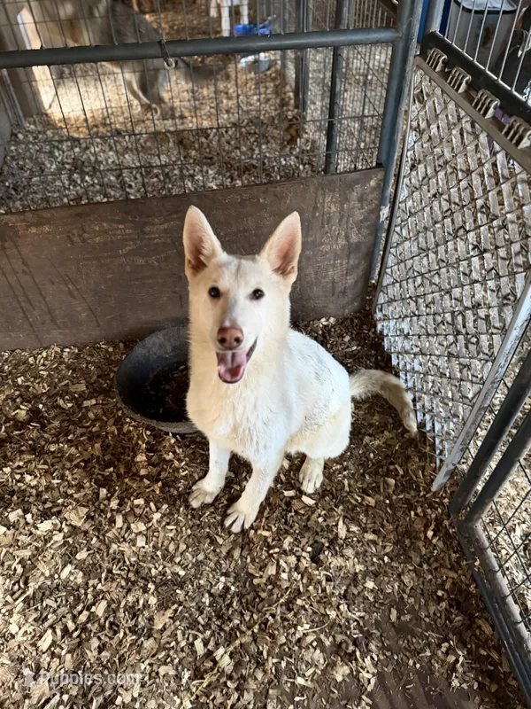 North – German Shepherd Dog puppy for sale in Bagley, WI