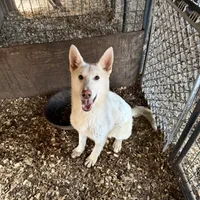 North, a male German Shepherd Dog for sale in Bagley, WI – Photo 1 of 4