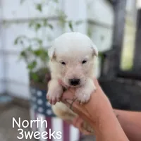 North, a male German Shepherd Dog for sale in Bagley, WI – Photo 4 of 4