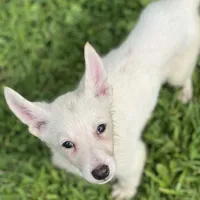 North, a male German Shepherd Dog for sale in Bagley, WI – Photo 2 of 4