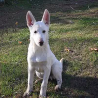 Bolt, a male German Shepherd Dog for sale in Bagley, WI – Photo 2 of 7