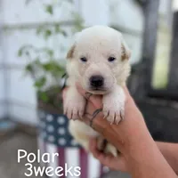 Bolt, a male German Shepherd Dog for sale in Bagley, WI – Photo 7 of 7