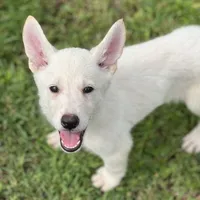 Bolt, a male German Shepherd Dog for sale in Bagley, WI – Photo 5 of 7