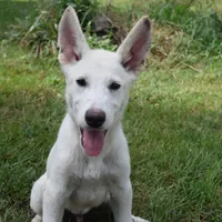 Bolt, a male German Shepherd Dog for sale in Bagley, WI – Photo 4 of 7