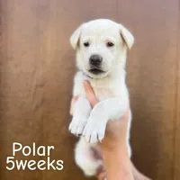 Bolt, a male German Shepherd Dog for sale in Bagley, WI – Photo 6 of 7