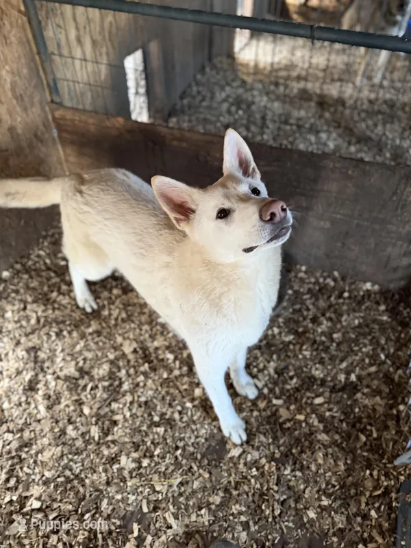 Bolt – German Shepherd Dog puppy for sale in Bagley, WI