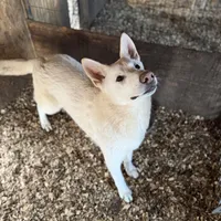 Bolt, a male German Shepherd Dog for sale in Bagley, WI – Photo 1 of 7