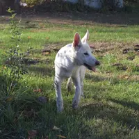 Bolt, a male German Shepherd Dog for sale in Bagley, WI – Photo 3 of 7