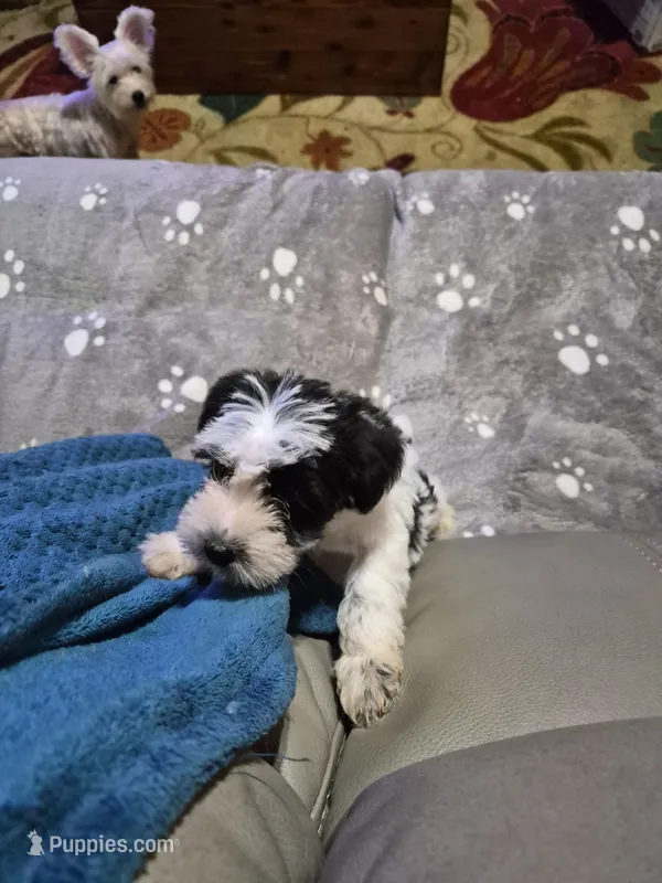 Cookie  – Miniature Schnauzer puppy for sale in Hazel Green, AL