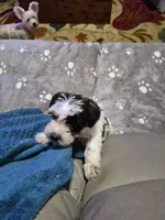 Cookie , a female Miniature Schnauzer for sale in Hazel Green, AL – 1 of 3