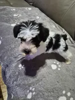 Cookie , a female Miniature Schnauzer for sale in Hazel Green, AL – 2 of 3