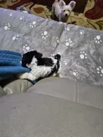 Cookie , a female Miniature Schnauzer for sale in Hazel Green, AL – 3 of 3