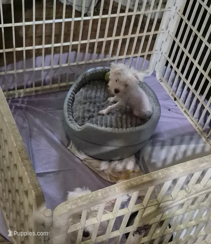 Cookie  – Miniature Schnauzer puppy for sale in Hazel Green, AL