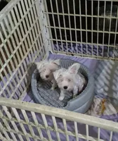 Cookie , a female Miniature Schnauzer for sale in Hazel Green, AL – 2 of 3