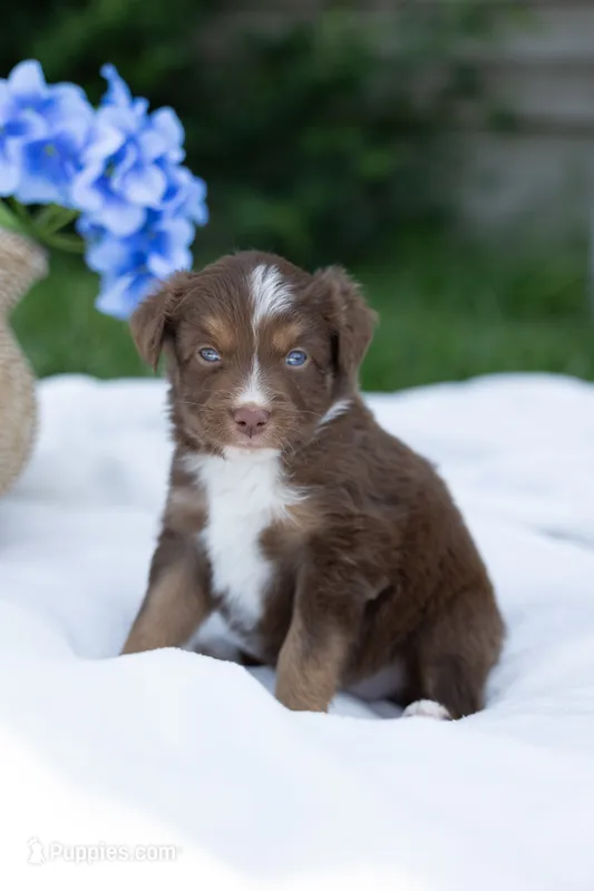 Coco – Australian Shepherd puppy for sale in Mountain Lake, MN