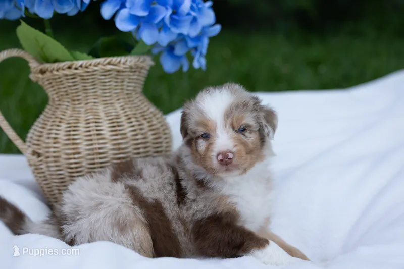 Ollie  – Australian Shepherd puppy for sale in Mountain Lake, MN