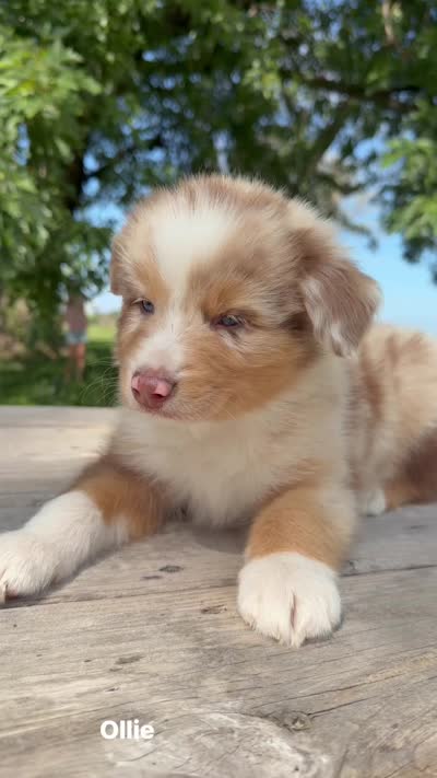 Ollie , a male Australian Shepherd for sale in Mountain Lake, MN – 5 of 5