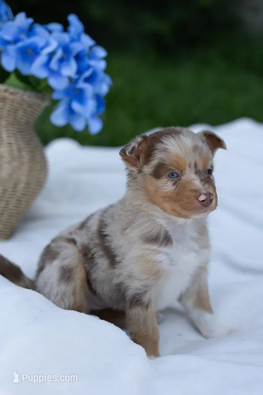 Millie – Australian Shepherd puppy for sale in Mountain Lake, MN